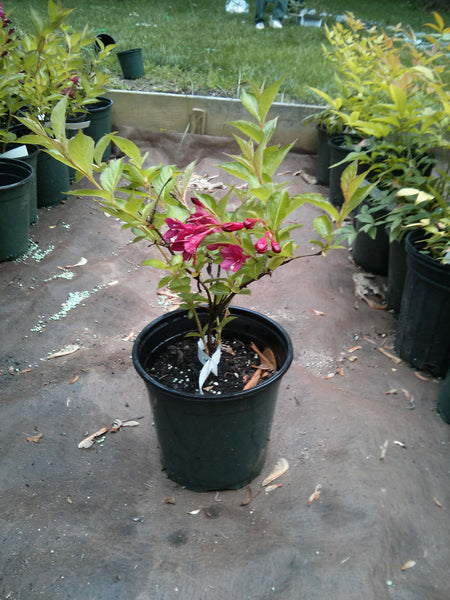 Weigela 'Red Prince' - 1 gallon size