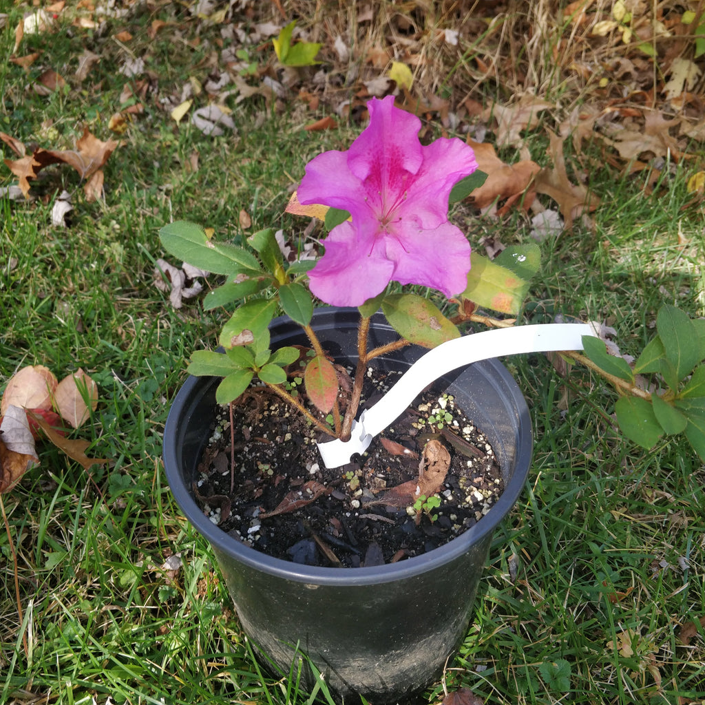 Azalea 'Conlec' (Autum Royalty) 1 gallon