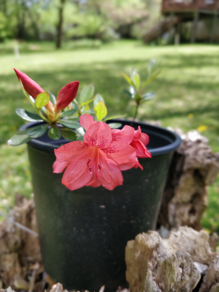 Azalea 'Fashion' 1 gallon