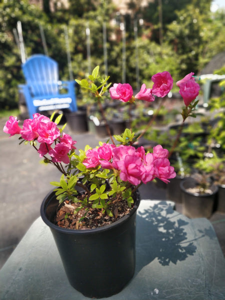 Azalea 'Kimberly's Double Pink' 1 gallon