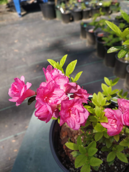 Azalea 'Kimberly's Double Pink' 1 gallon