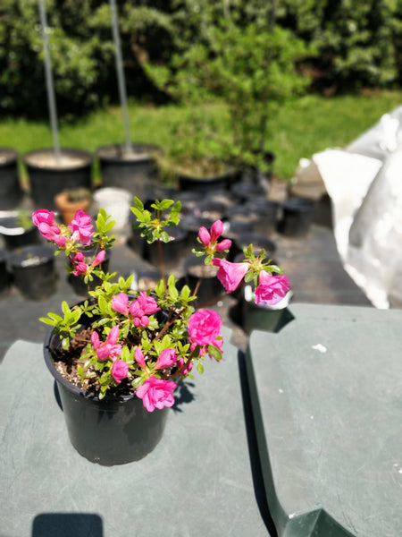 Azalea 'Kimberly's Double Pink' 1 gallon