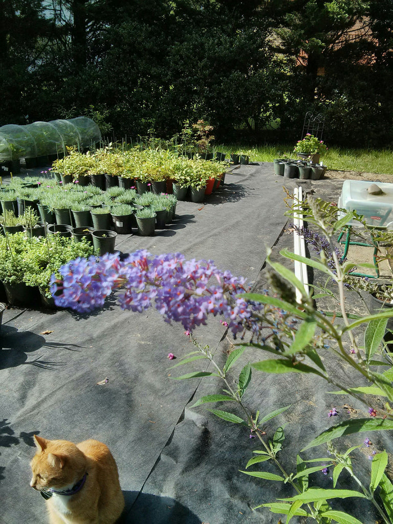 Butterfly Bush 'Bi Color' - butterflies love this plant!, 1 gallon size