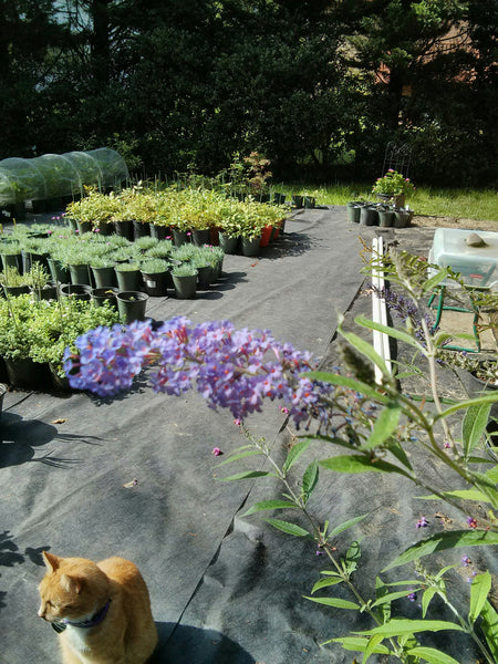 Butterfly Bush 'Bi Color' - butterflies love this plant!, 1 gallon size