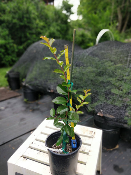 Crape Myrtle 'Sioux' - 1 gallon size