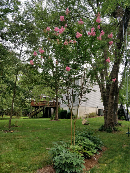 Crape Myrtle 'Sioux' - 1 gallon size