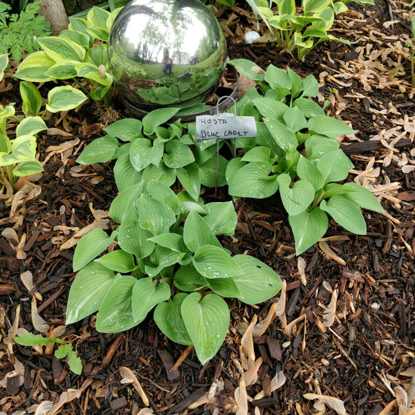 Hosta 'Blue Cadet' - 1 gallon size