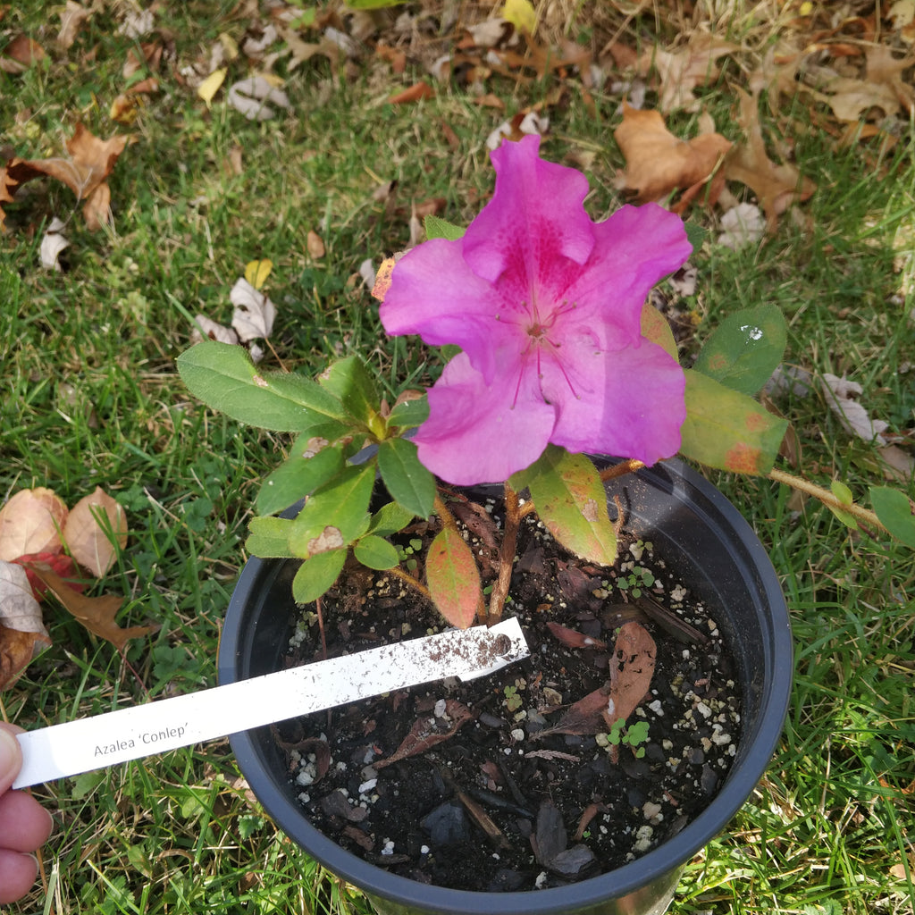 Azalea 'Conlep' (Autum Twist) 1 gallon