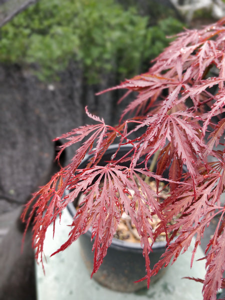 Japanese Red Maple 'Crimson Queen'  2-3 gallon size