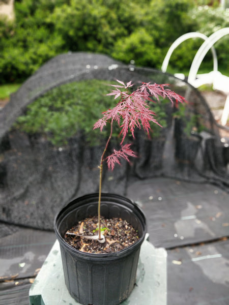 Japanese Red Maple 'Red Dragon' - 2-3 gallon size