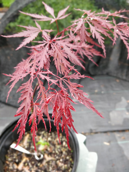 Japanese Red Maple 'Red Dragon' - 2-3 gallon size