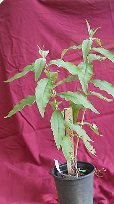 Butterfly Bush 'Bi Color' - butterflies love this plant!, 1 gallon size