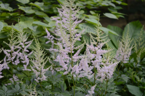 Astilbe 'Peach Blossom'  pastel pink bloom, 1 gallon size