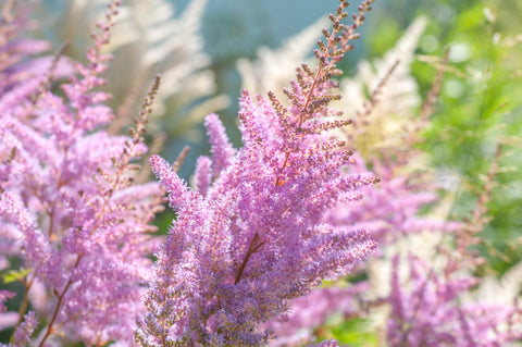Astilbe 'Pumila' perennial plant with georgeous rose-colored bloom. 1 gallon size