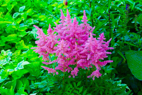 Astilbe 'Visions' perennial plant with georgeous bright pink bloom. 1 gallon size