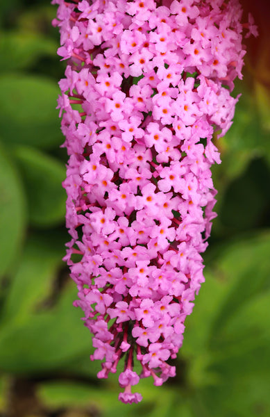 Butterfly Bush 'Pink Delight' beautiful pink blooms - 1 gallon size