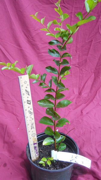 Crape Myrtle 'Sioux' - 1 gallon size