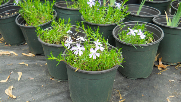 Creeping Phlox-1 gallon size