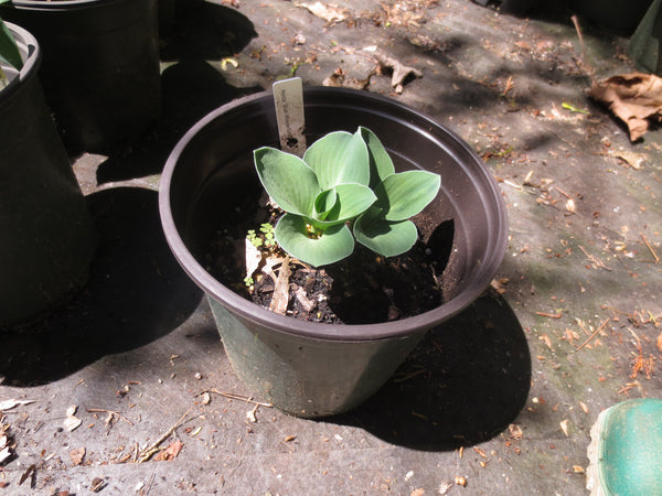 Hosta 'Blue Mouse Ears'- 1 gallon size