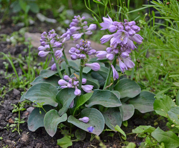 Hosta 'Blue Mouse Ears'- 1 gallon size