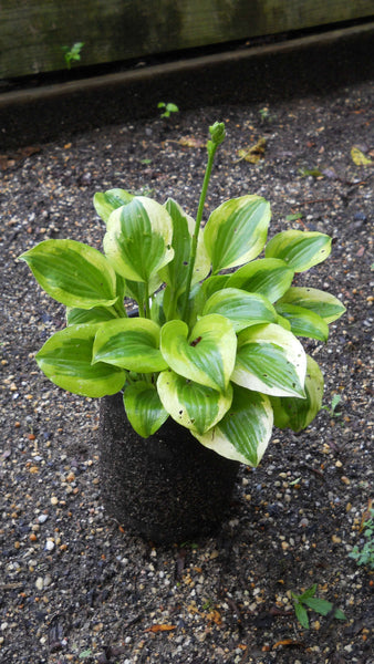 Hosta 'Grand Tiera' - 1 gallon size