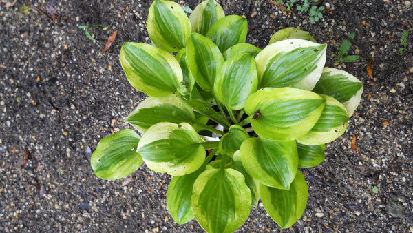 Hosta 'Grand Tiera' - 1 gallon size