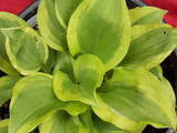 Hosta 'Grand Tiera' - 1 gallon size