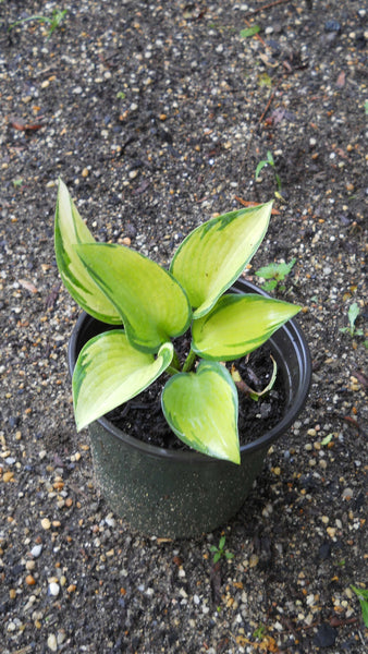 Hosta 'June' - 1 gallon size