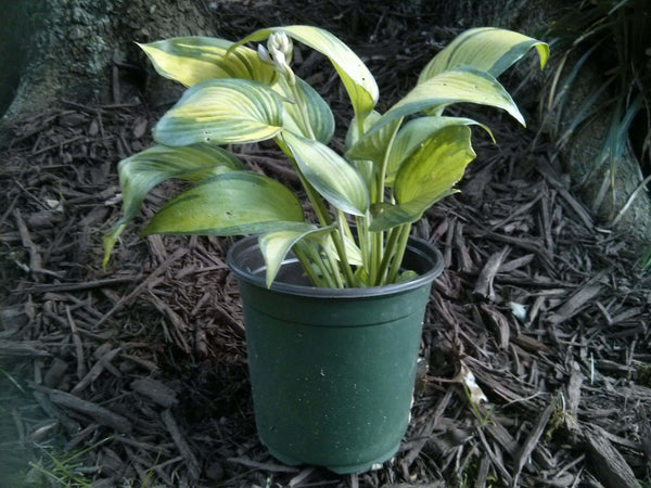 Hosta 'June' - 1 gallon size