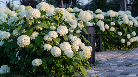 Hydrangea 'Annabelle' - 1 gallon size