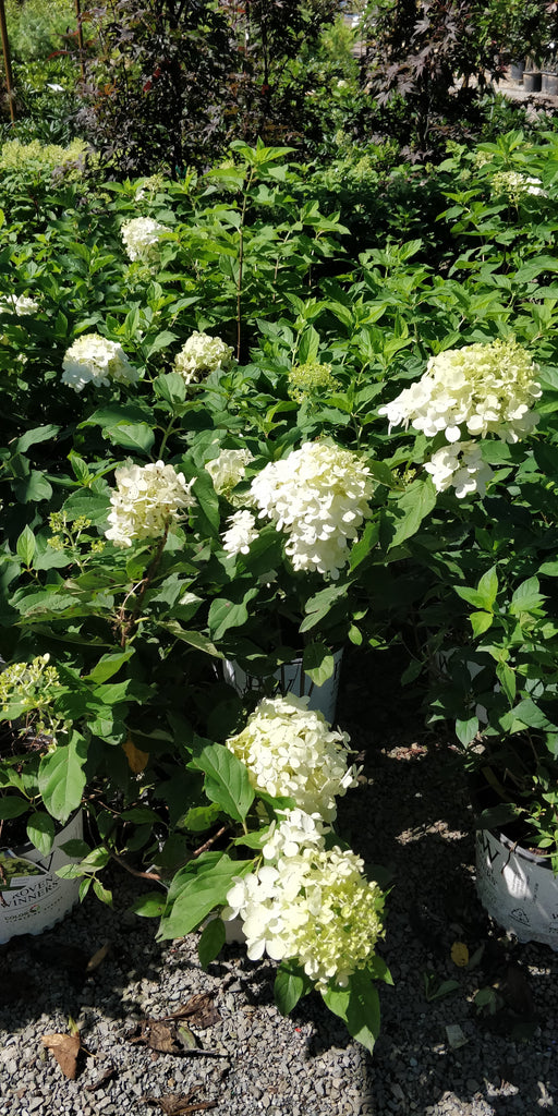 Hydrangea 'Limelight' - 2-3 gallon size