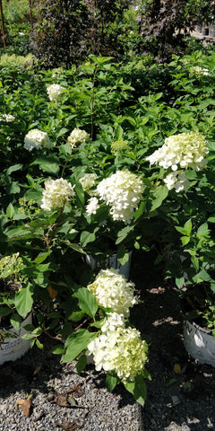 Hydrangea 'Limelight' - 1 gallon size