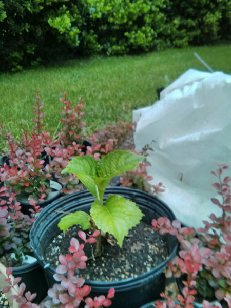 Hydrangea 'Masja' - 1 gallon size