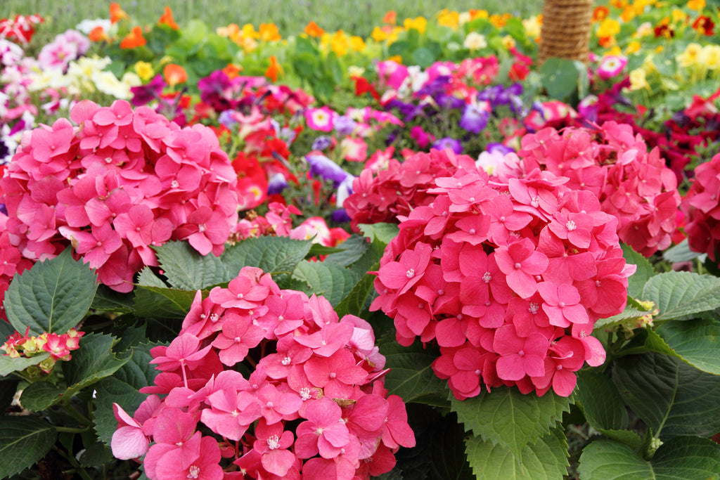 Hydrangea 'Masja' - 1 gallon size