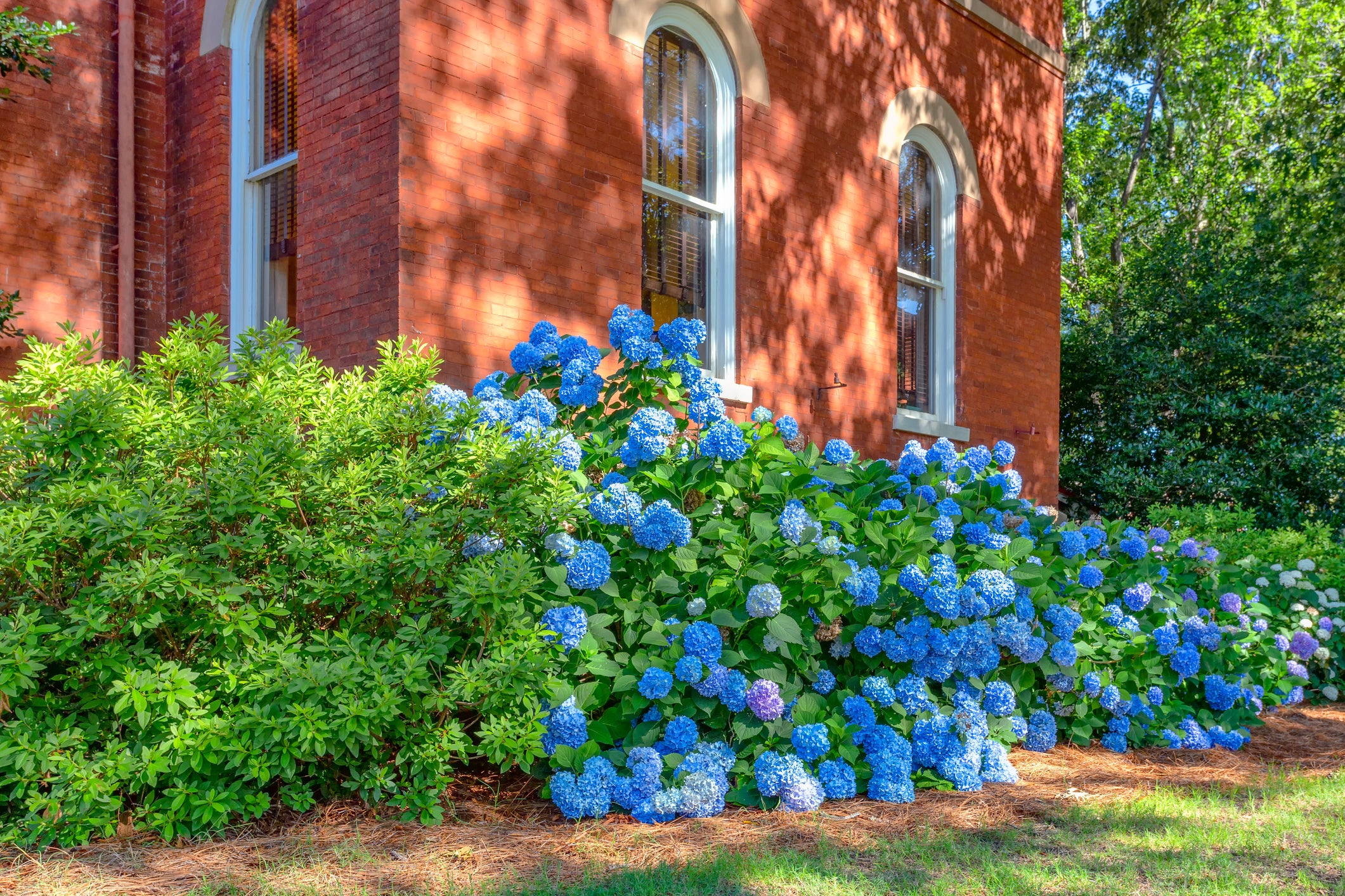 【Hydrangea】 29330.webp?v=0-2