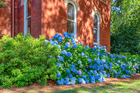 Hydrangea 'Nikko Blue' - 2-3 gallon size