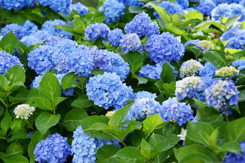 Hydrangea 'Nikko Blue' - 1 gallon size