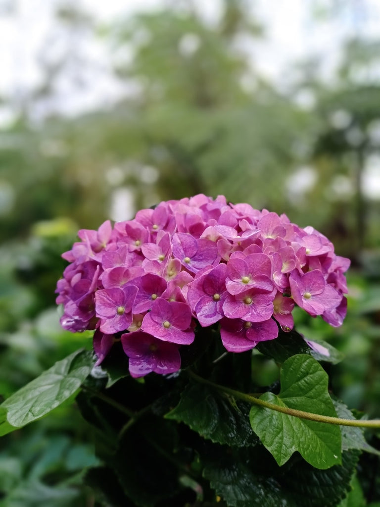 Hydrangea 'Oregon Pride' - 1 gallon size