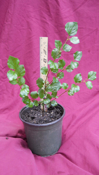 Lilac 'Miss Kim' - 2-3 gallon size