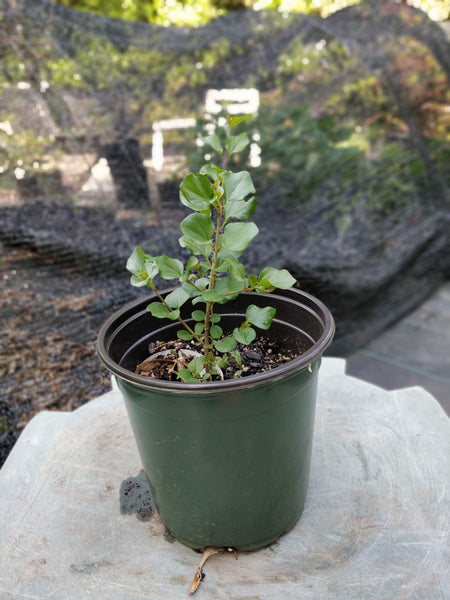 Lilac 'Miss Kim' - 2-3 gallon size