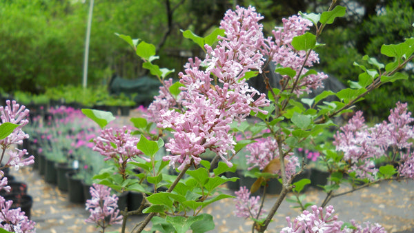Lilac 'Miss Kim' - 2-3 gallon size
