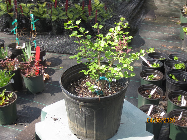 Lilac 'Miss Kim' - 2-3 gallon size